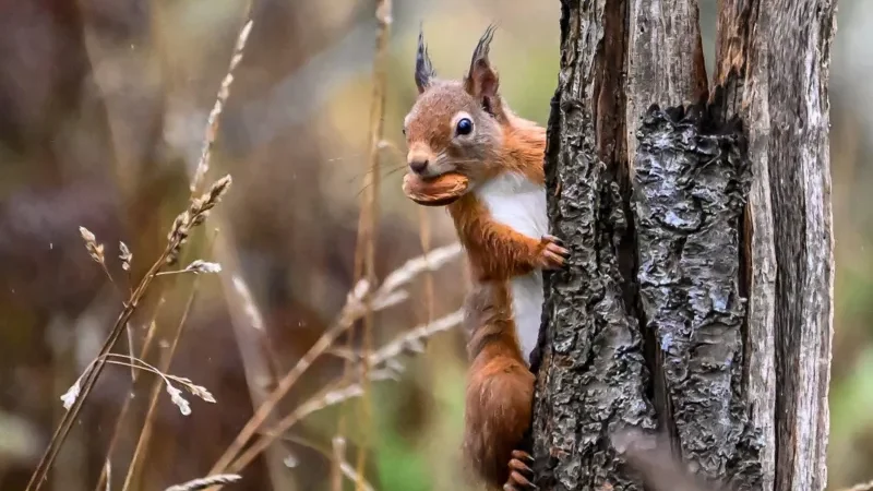 Como os ‘cientistas cidadãos’ ajudaram esquilos vermelhos a retornarem a Aberdeen